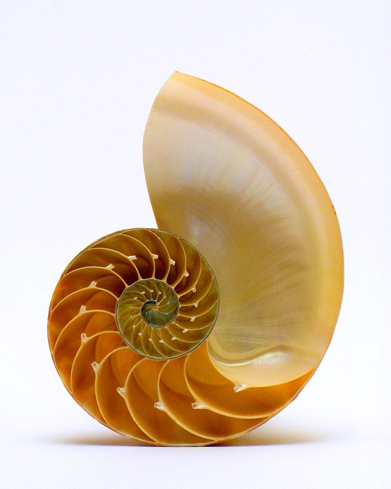 Illustration for article titled Incredible Photographs of Fractals Found in the Natural World
